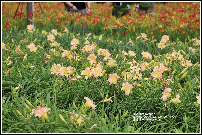 嘉德萱草花田-2020-04-12.jpg