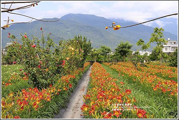 嘉德萱草花田-2020-04-15.jpg