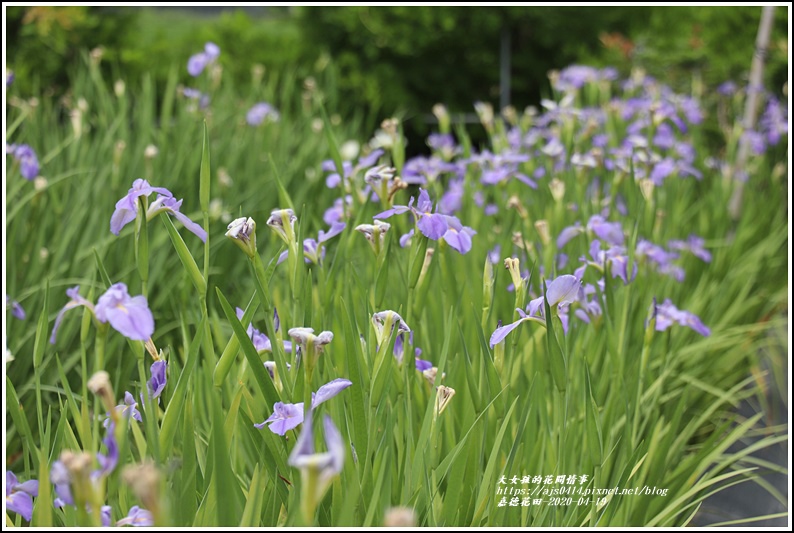 嘉德萱草花田-2020-04-19.jpg