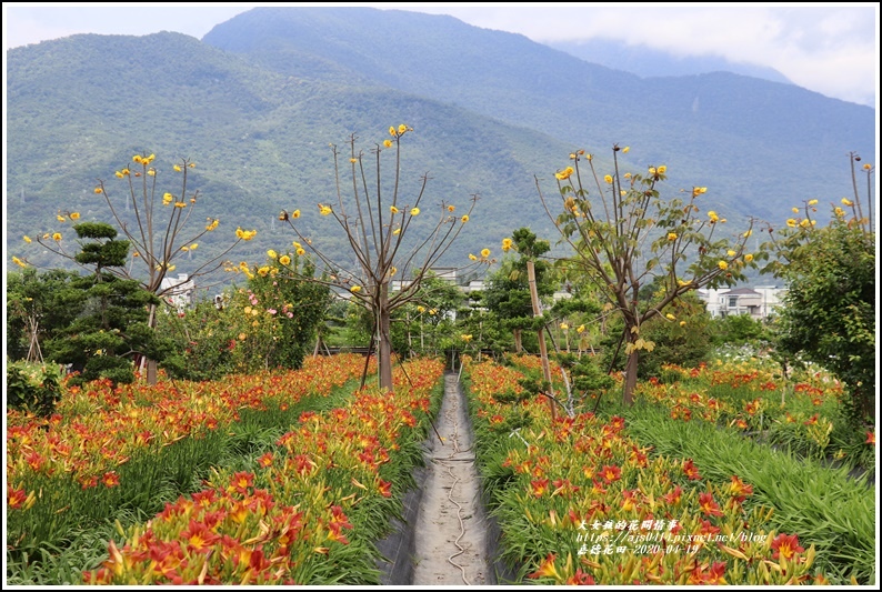 嘉德萱草花田-2020-04-23.jpg