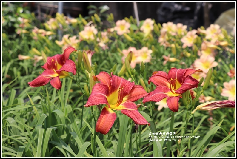 嘉德萱草花田-2020-04-47.jpg