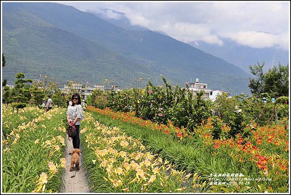 嘉德萱草花田-2020-04-51.jpg