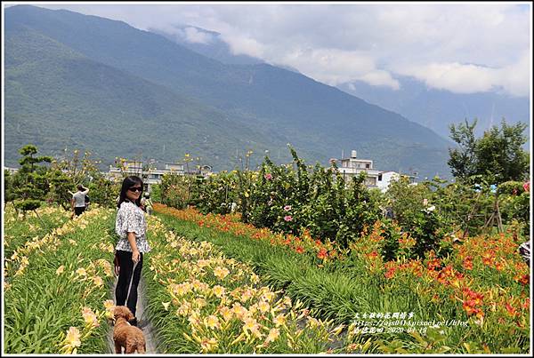 嘉德萱草花田-2020-04-49.jpg