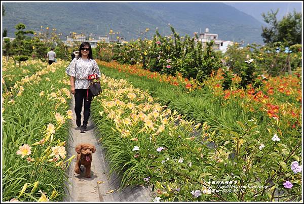 嘉德萱草花田-2020-04-52.jpg