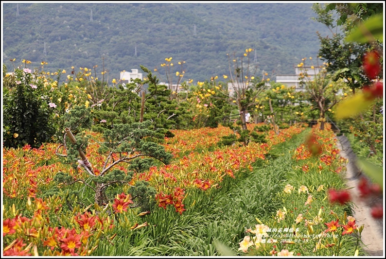 嘉德萱草花田-2020-04-71.jpg