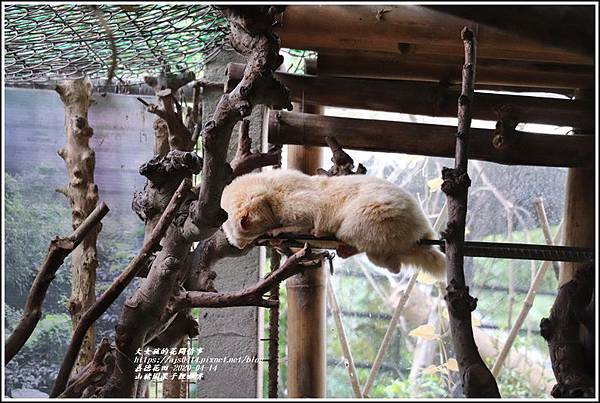 山豬園果子狸咖啡-2020-04-15.jpg