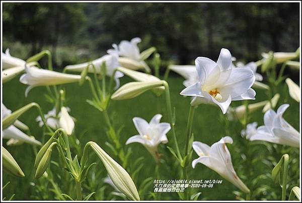 長橋農田鐵炮百合花-2020-05-08.jpg