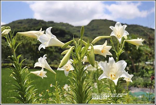 長橋農田鐵炮百合花-2020-05-19.jpg