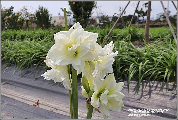 嘉德萱草花田(孤挺花)-2020-03-09.jpg