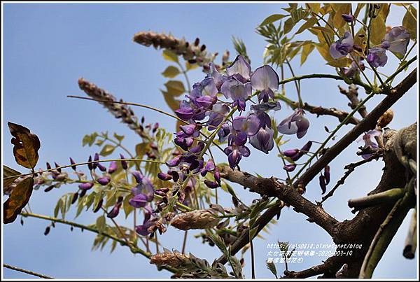 嘉德萱草花田(紫藤)-2020-03-01.jpg