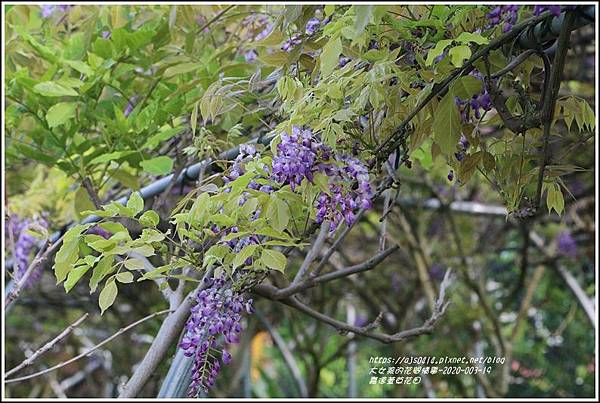 嘉德萱草花田(紫藤)-2020-03-07.jpg