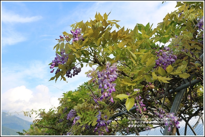 嘉德萱草花田(紫藤)-2020-03-15.jpg