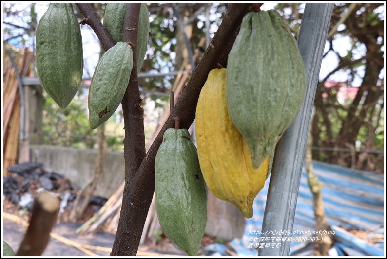 嘉德萱草花田-2020-03-02.jpg