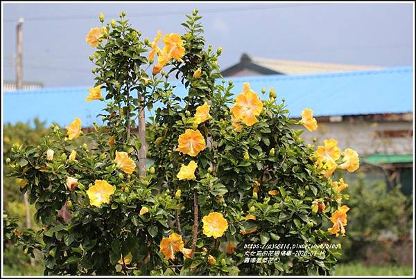 嘉德萱草花田-2020-03-09.jpg