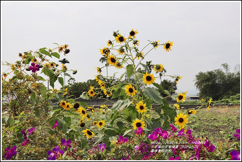 嘉德萱草花田-2020-03-14.jpg