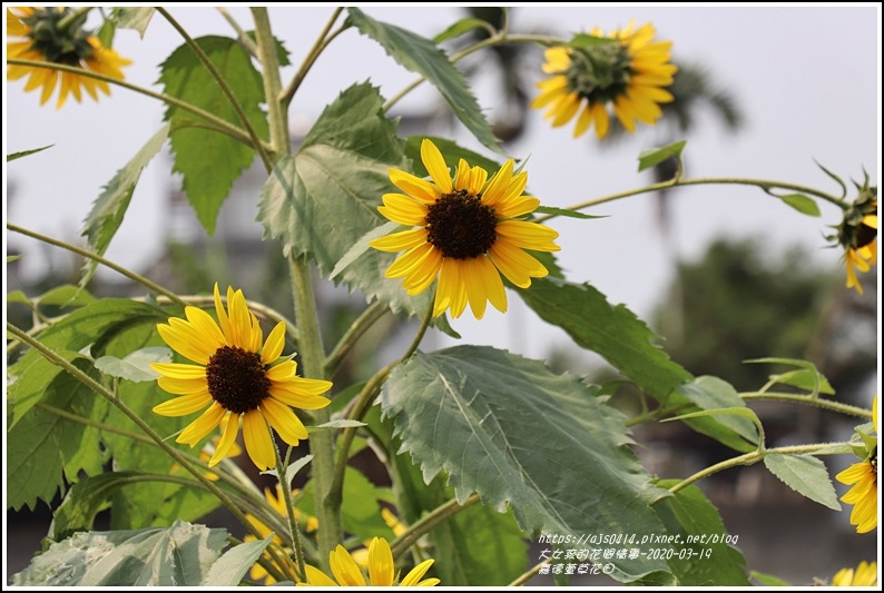 嘉德萱草花田-2020-03-15.jpg