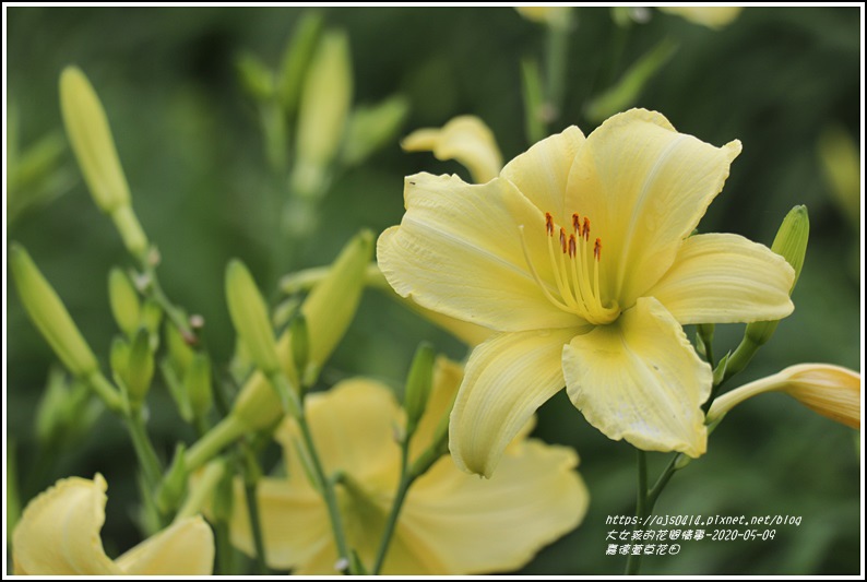 嘉德萱草花田-2020-05-02.jpg