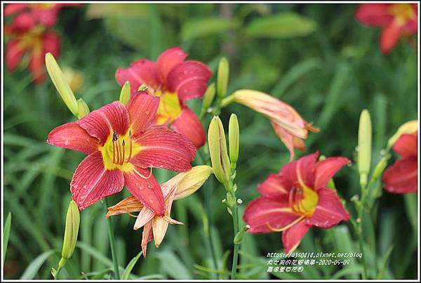 嘉德萱草花田-2020-05-07.jpg