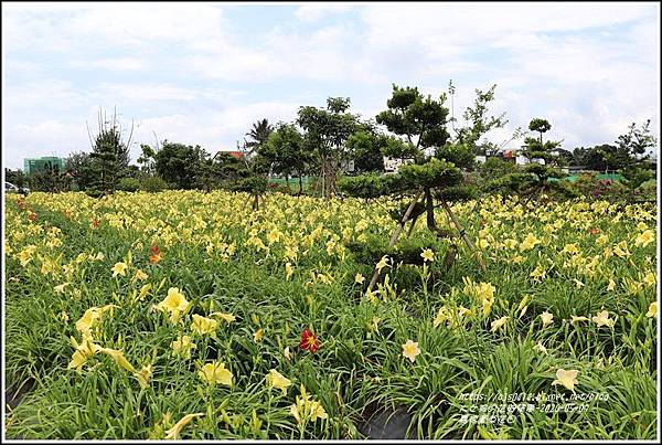 嘉德萱草花田-2020-05-23.jpg