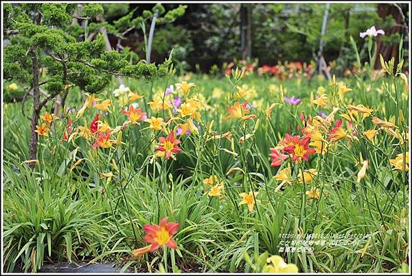 嘉德萱草花田-2020-05-21.jpg