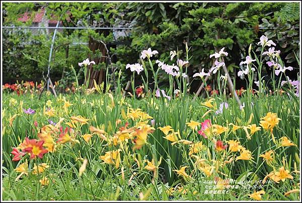 嘉德萱草花田-2020-05-20.jpg