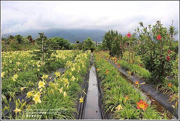 嘉德萱草花田-2020-05-25.jpg