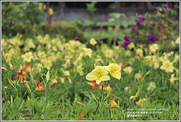 嘉德萱草花田-2020-05-34.jpg