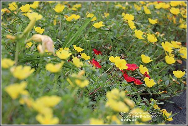 嘉德萱草花田-2020-05-36.jpg