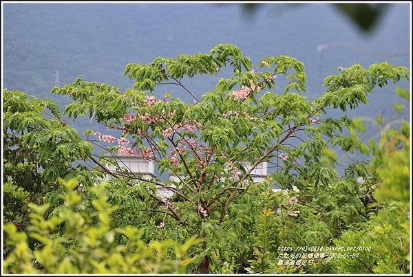 嘉德萱草花田-2020-05-44.jpg