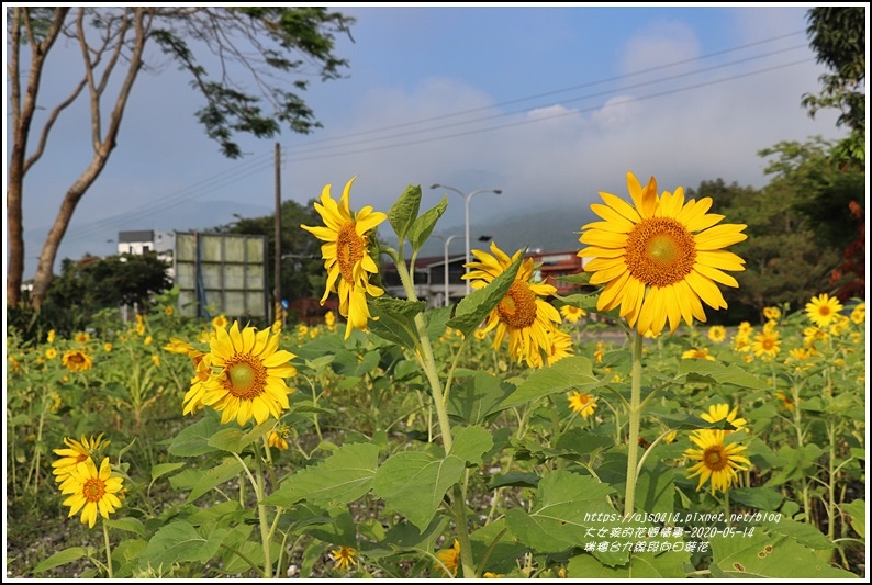 瑞穗台9線段向日葵花-2020-05-03.jpg