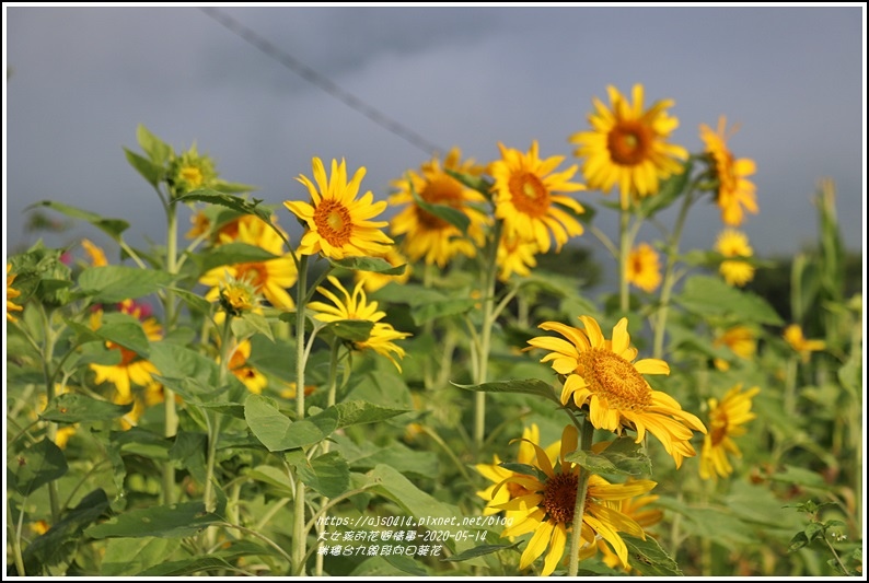 瑞穗台9線段向日葵花-2020-05-02.jpg