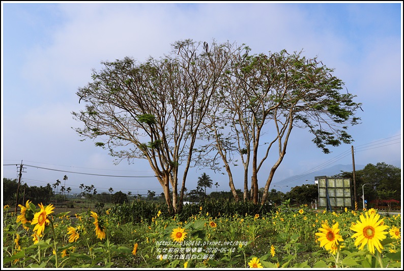 瑞穗台9線段向日葵花-2020-05-07.jpg