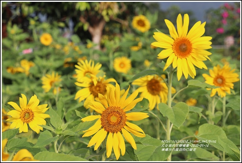 瑞穗台9線段向日葵花-2020-05-09.jpg