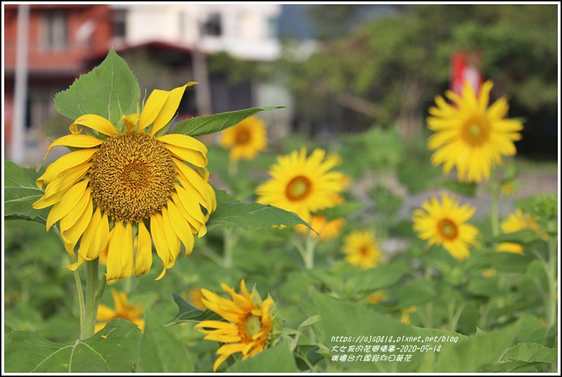 瑞穗台9線段向日葵花-2020-05-10.jpg