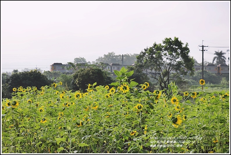 瑞穗台9線段向日葵花-2020-05-12.jpg