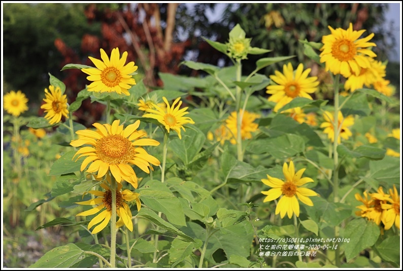 瑞穗台9線段向日葵花-2020-05-13.jpg