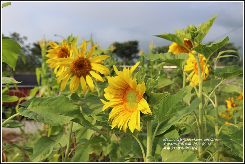 瑞穗台9線段向日葵花-2020-05-14.jpg