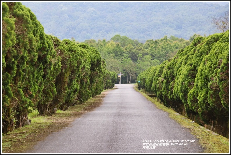 光復大富路段松柏-2020-04-03.jpg