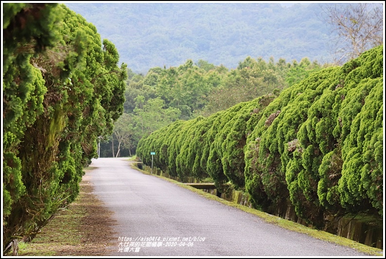 光復大富路段松柏-2020-04-04.jpg