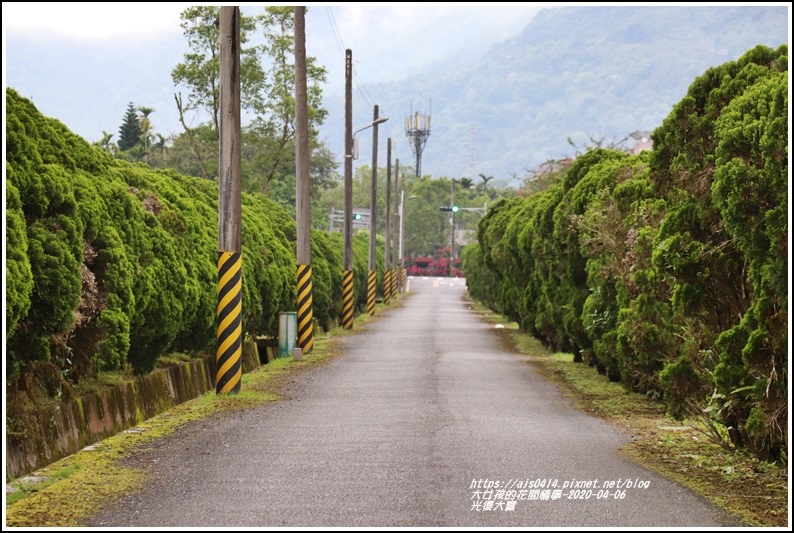 光復大富路段松柏-2020-04-02.jpg