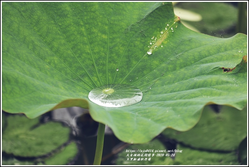 玉里松浦段牡丹蓮-2020-05-08.jpg