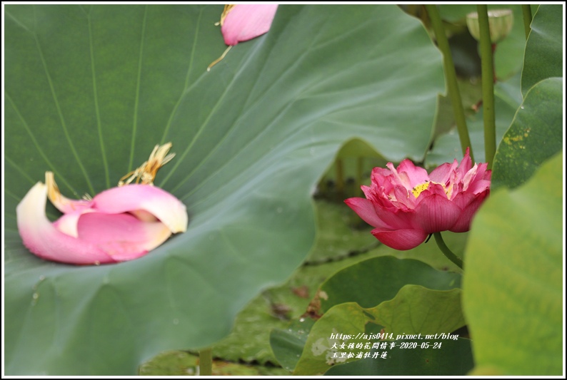 玉里松浦段牡丹蓮-2020-05-20.jpg