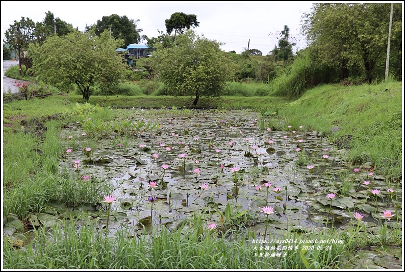 玉里松浦段睡蓮-2020-05-03.jpg