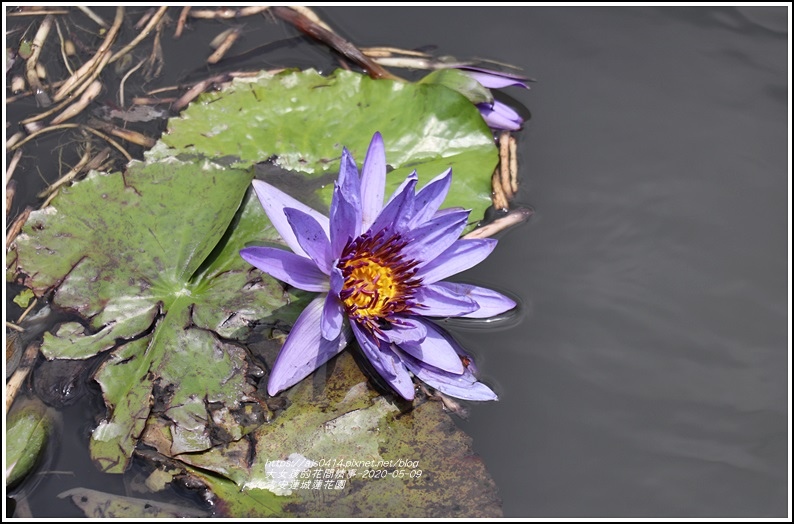 吉安蓮城蓮花園-2020-05-10.jpg