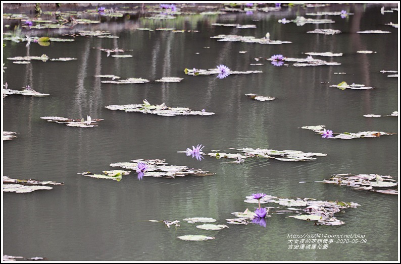 吉安蓮城蓮花園-2020-05-09.jpg