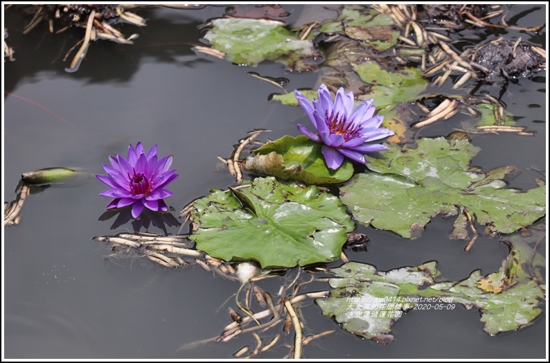 吉安蓮城蓮花園-2020-05-14.jpg