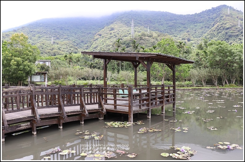 吉安蓮城蓮花園-2020-05-16.jpg