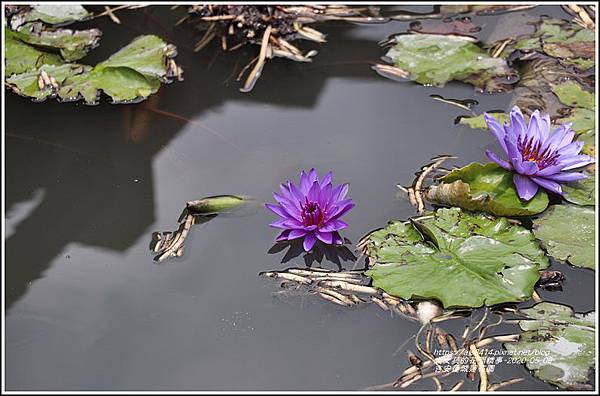 吉安蓮城蓮花園-2020-05-15.jpg