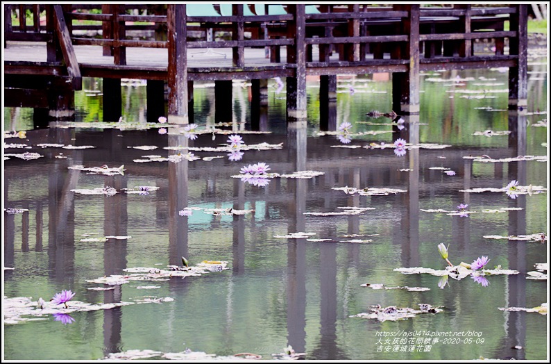 吉安蓮城蓮花園-2020-05-21.jpg