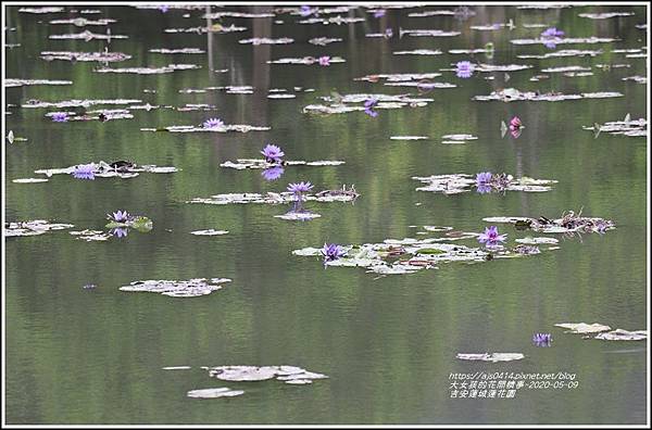 吉安蓮城蓮花園-2020-05-22.jpg